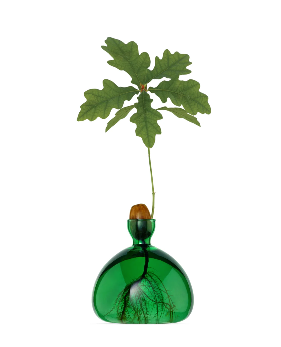 Small clear dark green glass vase containing acorn and sprouting tree on white background white roots showing in bottom of vase