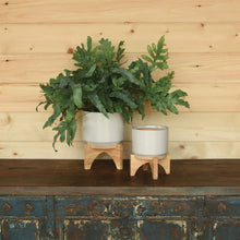 Load image into Gallery viewer, One small and one large HomArt Ames Cachepot in off white and gray on wooden stands. Both on dark wooden table top and against light tan wooden wall. Large pot to left contains large green fern